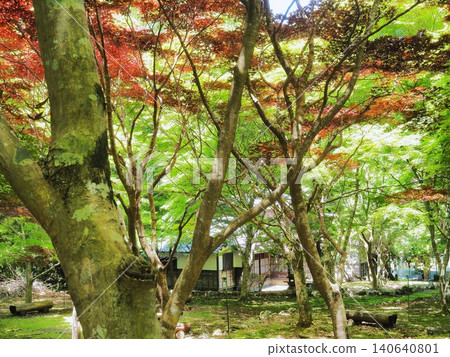 Shizuoka Prefecture: Yasushi Inoue's former residence and its lush garden in May. Shizuoka Prefecture: Yasushi Inoue's former residence and its lush garden in May. 140640801