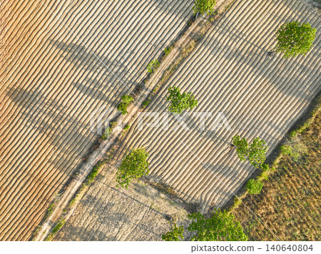 Aerial drone view of organized cassava rows in Isan Thailand. Transparent supply chain safety and bio industrial food traceability for global agricultural data reporting. Plowed cassava plantation. Aerial drone view of organized cassava rows in Isan Thailand. Transparent supply chain safety and bio industrial food traceability for global agricultural data reporting. Plowed cassava plantation. 140640804
