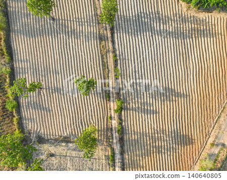 Aerial drone view of cassava plantation in Northeastern Thailand during dry season showing geometric soil ridges after harvest to support global food security and sustainable AgTech investment now. Aerial drone view of cassava plantation in Northeastern Thailand during dry season showing geometric soil ridges after harvest to support global food security and sustainable AgTech investment now. 140640805