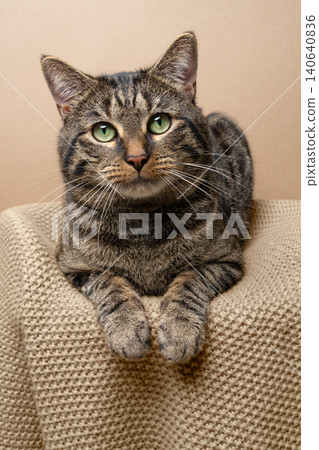 tabby cat resting on knitted blanket tabby cat resting on knitted blanket 140640836