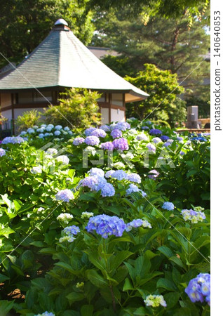 在Myokoji寺的Hinanouchi繡球花 在Myokoji寺的Hinanouchi繡球花 140640853