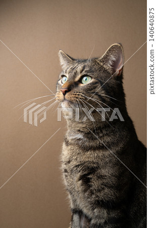 tabby cat profile portrait on beige background tabby cat profile portrait on beige background 140640875