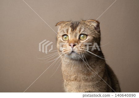 scottish fold cat portrait on beige background scottish fold cat portrait on beige background 140640890