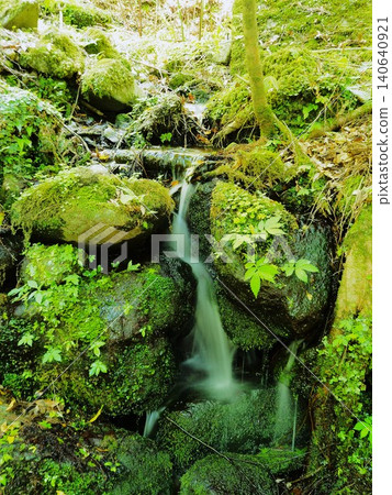 靜岡縣,天城山脈湧出的泉水,五月 靜岡縣,天城山脈湧出的泉水,五月 140640921