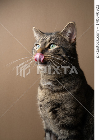 hungry tabby cat profile portrait on beige background hungry tabby cat profile portrait on beige background 140640922