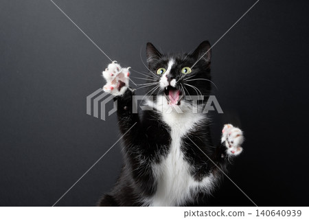 funny looking tuxedo cat making shocked facial expression 140640939