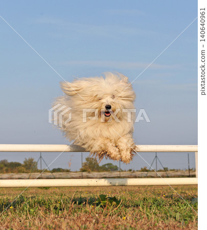 training of maltese dog training of maltese dog 140640961
