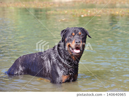rottweiler swimming in river 140640965
