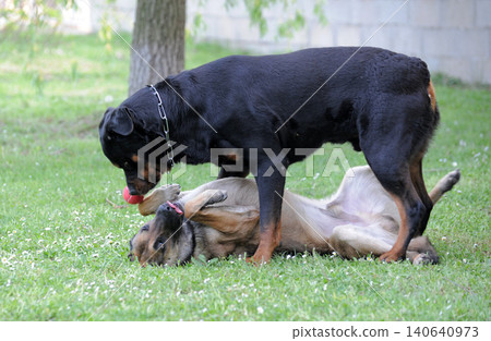 belgian shepherd and rottweiler in garden belgian shepherd and rottweiler in garden 140640973