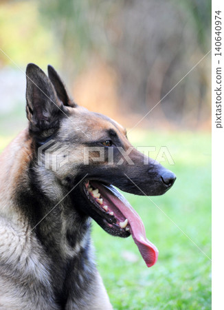 belgian shepherd in garden belgian shepherd in garden 140640974