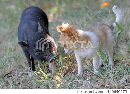 miniature pig and chihuahua miniature pig and chihuahua 140640975