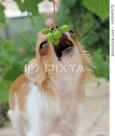 chihuahua eating grape chihuahua eating grape 140640976