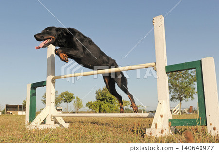 beauceron jumping in agility beauceron jumping in agility 140640977