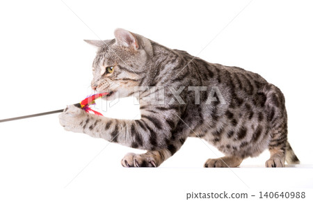 bengal cat in studio bengal cat in studio 140640988