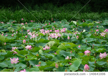 Akita Chiaki park Lotus flower of the moat 140641006