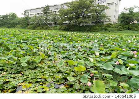 Akita Chiaki park Lotus flower of the moat Akita Chiaki park Lotus flower of the moat 140641009
