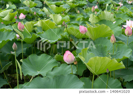 秋田千秋公園護城河的蓮花 秋田千秋公園護城河的蓮花 140641020