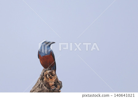 A male Blue Rock Thrush perched on the tip of a rough piece of driftwood on the beach, against a blue sky background. A male Blue Rock Thrush perched on the tip of a rough piece of driftwood on the beach, against a blue sky background. 140641021