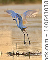 Egret taking off 140641038