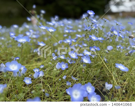 A spring flower field where blue nemophila flowers are in full bloom. A spring flower field where blue nemophila flowers are in full bloom. 140641068