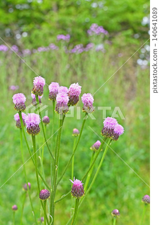 植物:狐尾薊(菊科) 植物:狐尾薊(菊科) 140641089