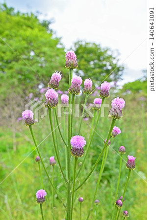 植物:狐尾薊(菊科) 植物:狐尾薊(菊科) 140641091