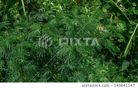 green fern leaves in the forest green fern leaves in the forest 140641147