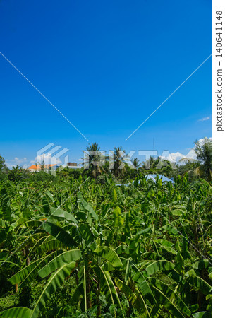 tropical jungle on a sunny day tropical jungle on a sunny day 140641148