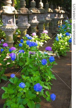 Hinanouchi hydrangea at Myokoji Temple 140641271