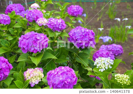 Hinanouchi hydrangea at Myokoji Temple 140641378