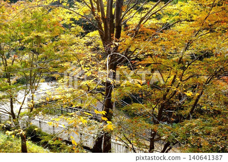[Kanagawa Prefecture] Park walking paths dyed in autumn colors 140641387