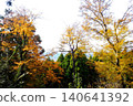 [Kanagawa Prefecture] Autumn foliage on trees in a mixed forest 140641392