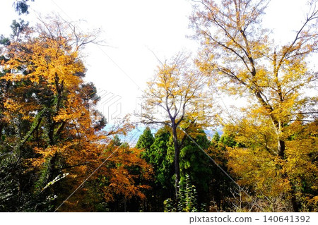 [Kanagawa Prefecture] Autumn foliage on trees in a mixed forest 140641392