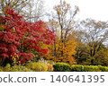 [Kanagawa Prefecture] Autumn leaves on trees in a mixed forest 140641395