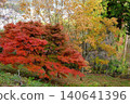 [Kanagawa Prefecture] Trees with autumn leaves 140641396
