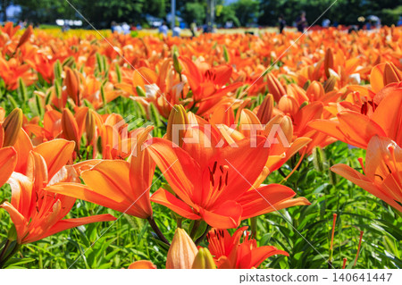 Lily Village Park in full bloom Lily Village Park in full bloom 140641447