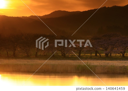 在早晨太陽弄髒的櫻桃樹 在早晨太陽弄髒的櫻桃樹 140641459