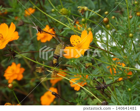 Pellucid hawk moth sucking nectar of Sulfur cosmos 140641481
