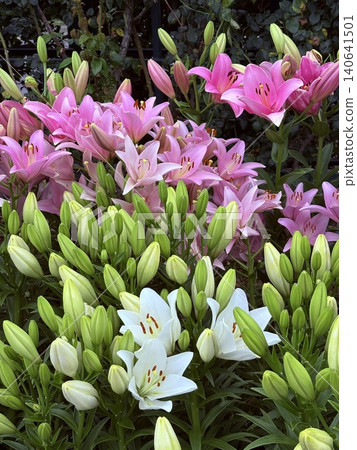 Pink and White Lilies in Bloom Pink and White Lilies in Bloom 140641501