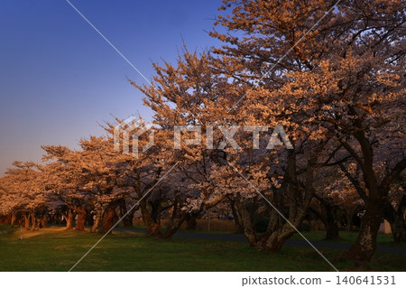 Cherry blossoms in full bloom dyed in the sunset Cherry blossoms in full bloom dyed in the sunset 140641531