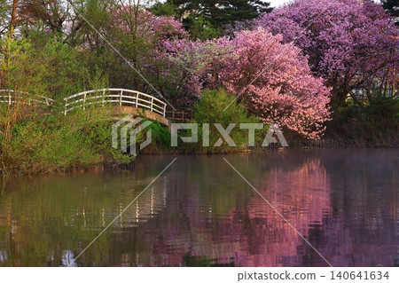 Cherry blossoms appearing on the surface of the water Cherry blossoms appearing on the surface of the water 140641634