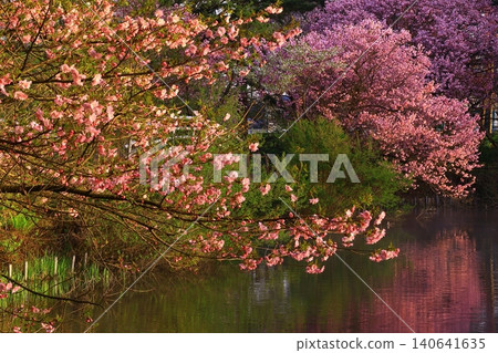 櫻花出現在水面上 櫻花出現在水面上 140641635
