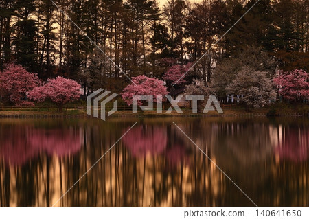 Cherry blossoms appearing on the surface of the water Cherry blossoms appearing on the surface of the water 140641650