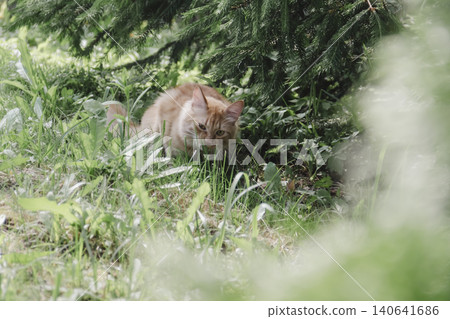 Ginger cat exploring grassy area natural daylight, curious alert, soft background, wildlife style portrait domestic feline outdoor setting. Pet food, article about cats, activities, veterinary clinic Ginger cat exploring grassy area natural daylight, curious alert, soft background, wildlife style portrait domestic feline outdoor setting. Pet food, article about cats, activities, veterinary clinic 140641686
