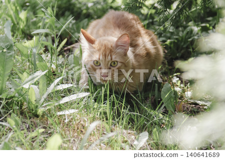 Ginger cat exploring grassy area natural daylight, curious alert, soft background, wildlife style portrait domestic feline outdoor setting. Pet food, article about cats, activities, veterinary clinic Ginger cat exploring grassy area natural daylight, curious alert, soft background, wildlife style portrait domestic feline outdoor setting. Pet food, article about cats, activities, veterinary clinic 140641689