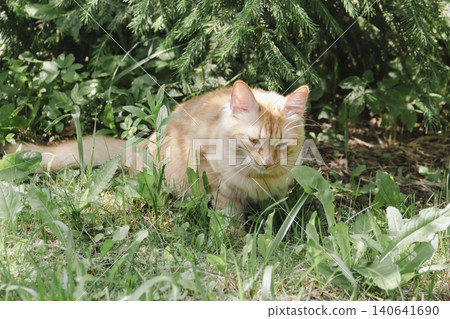 Ginger cat exploring grassy area natural daylight, curious alert, soft background, wildlife style portrait domestic feline outdoor setting. Pet food, article about cats, activities, veterinary clinic Ginger cat exploring grassy area natural daylight, curious alert, soft background, wildlife style portrait domestic feline outdoor setting. Pet food, article about cats, activities, veterinary clinic 140641690