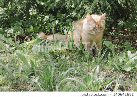 Ginger cat exploring grassy area natural daylight, curious alert, soft background, wildlife style portrait domestic feline outdoor setting. Pet food, article about cats, activities, veterinary clinic Ginger cat exploring grassy area natural daylight, curious alert, soft background, wildlife style portrait domestic feline outdoor setting. Pet food, article about cats, activities, veterinary clinic 140641691