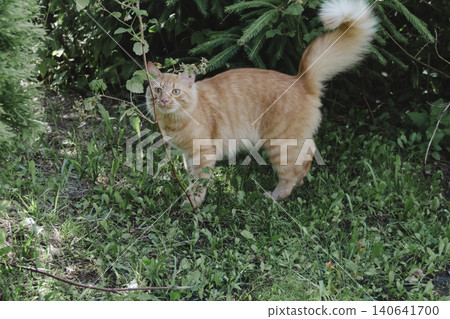 Ginger cat exploring grassy area natural daylight, curious alert, soft background, wildlife style portrait domestic feline outdoor setting. Pet food, article about cats, activities, veterinary clinic Ginger cat exploring grassy area natural daylight, curious alert, soft background, wildlife style portrait domestic feline outdoor setting. Pet food, article about cats, activities, veterinary clinic 140641700