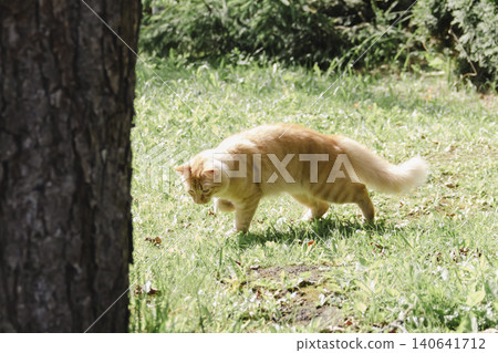 Ginger cat exploring grassy area natural daylight, curious alert, soft background, wildlife style portrait domestic feline outdoor setting. Pet food, article about cats, activities, veterinary clinic 140641712