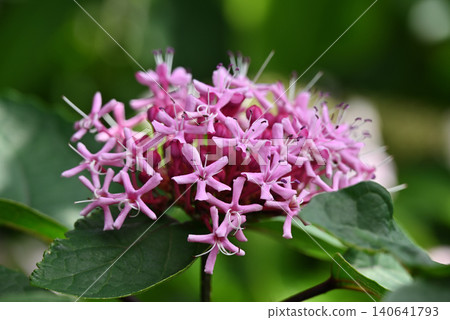 Rabbit flowers Rabbit flowers 140641793